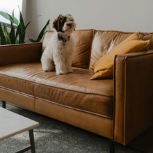 Load image into Gallery viewer, A small fluffy white dog with brown ears sits on a tan leather sofa next to a mustard yellow pillow in a living room setting.