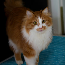 Load image into Gallery viewer, Sardines Vinyl Mat - VMAT