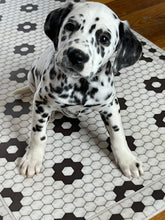 Load image into Gallery viewer, Pet-friendly rugs