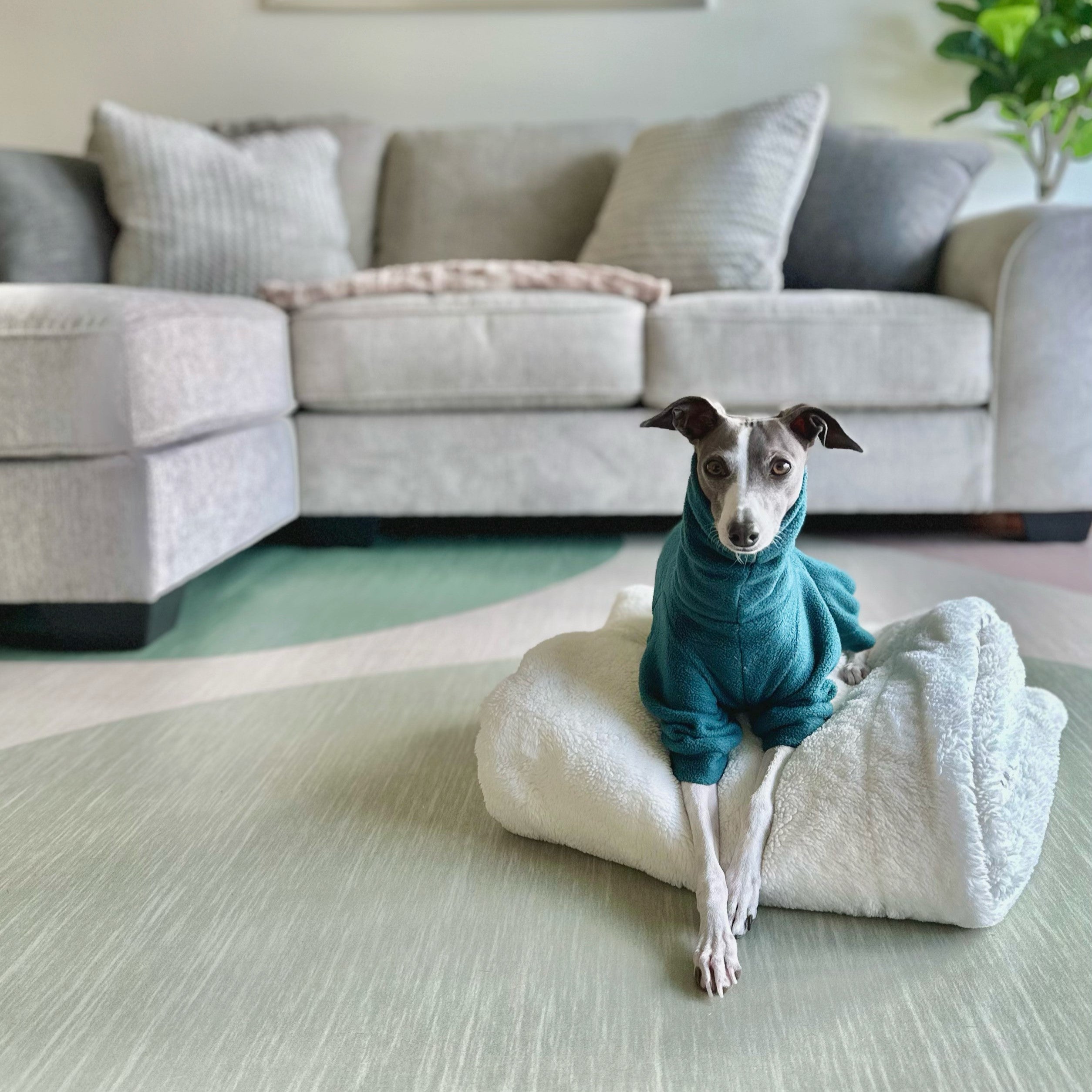 Dining Area Rug | Low Profile Area Rug