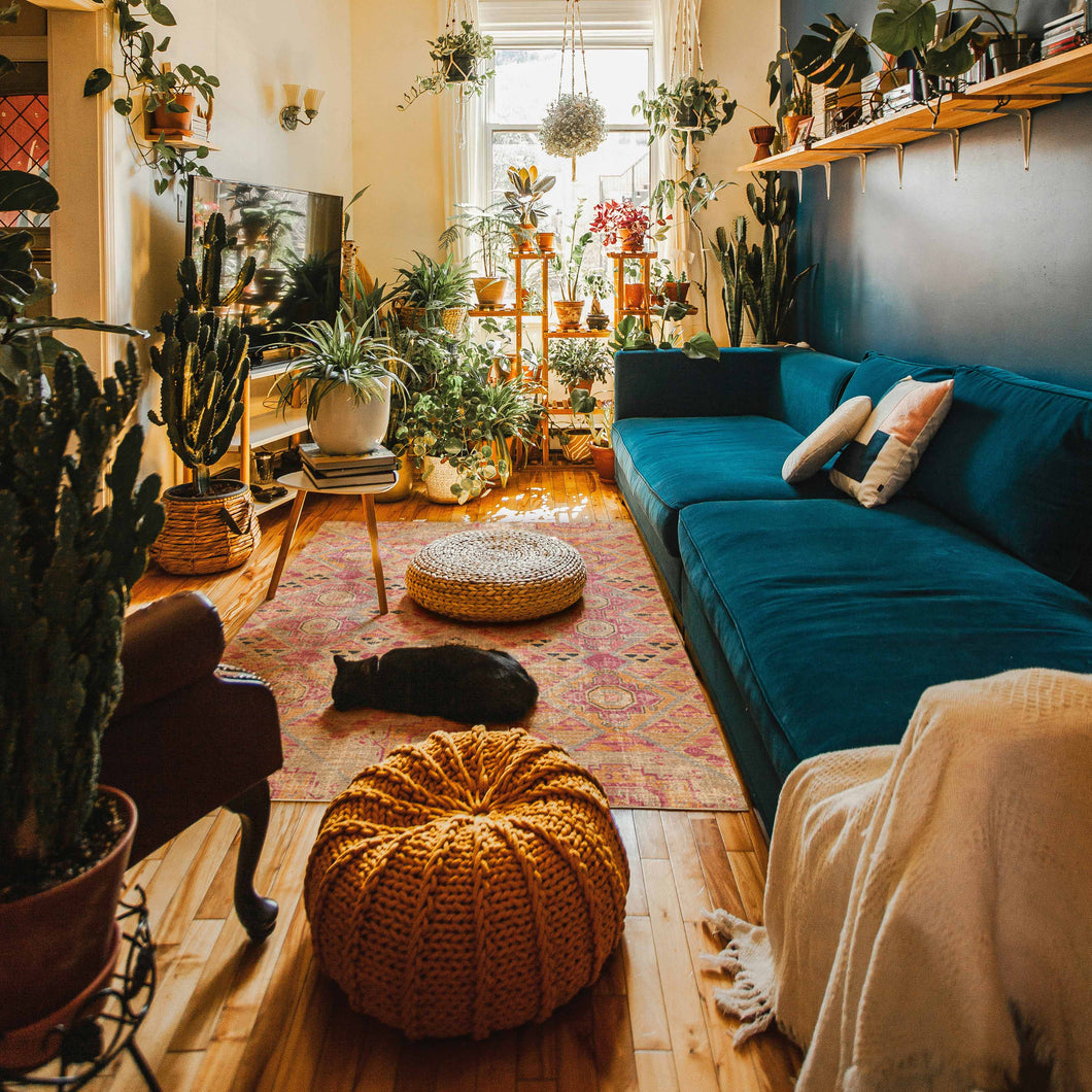 Cozy living room with teal sofa, plants, and a cat on a boho style rug 