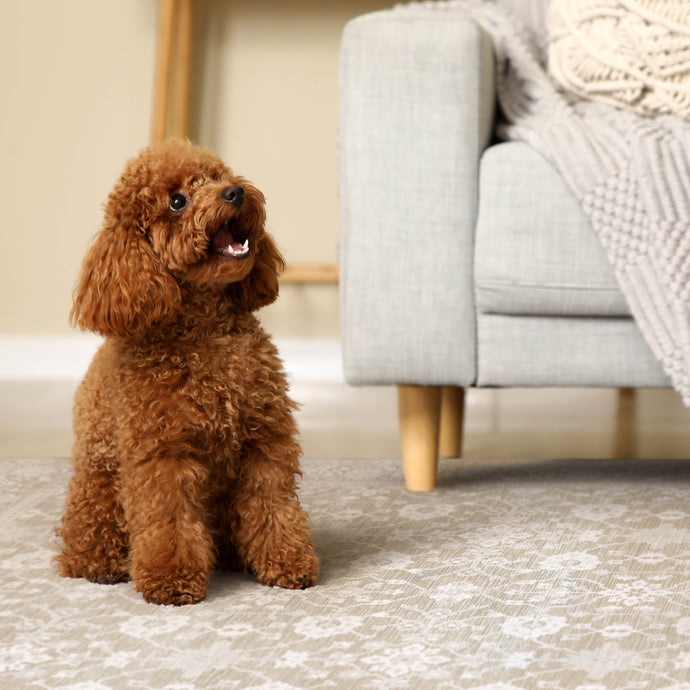 Brown poodle sitting on a carpeted floor in a living room.